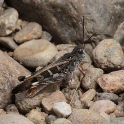 Oedaleus australis (Australian Oedaleus) at QPRC LGA - 18 Feb 2019 by HarveyPerkins