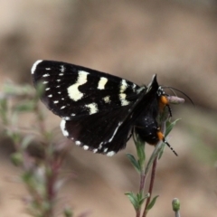 Phalaenoides tristifica (Willow-herb Day-moth) at QPRC LGA - 18 Feb 2019 by HarveyPerkins