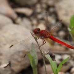 Diplacodes haematodes (Scarlet Percher) at Larbert, NSW - 18 Feb 2019 by HarveyPerkins