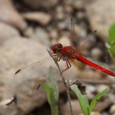 Diplacodes haematodes (Scarlet Percher) at Larbert, NSW - 18 Feb 2019 by HarveyPerkins