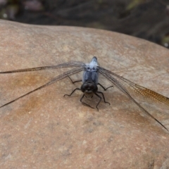 Orthetrum caledonicum (Blue Skimmer) at Larbert, NSW - 18 Feb 2019 by HarveyPerkins