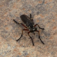 Thereutria amaraca (Spine-legged Robber Fly) at Larbert, NSW - 18 Feb 2019 by HarveyPerkins