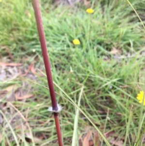 Sorghum leiocladum at Lower Boro, NSW - 24 Feb 2019 10:29 AM