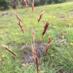 Sorghum leiocladum at Lower Boro, NSW - 24 Feb 2019