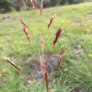 Sorghum leiocladum at Lower Boro, NSW - 24 Feb 2019 10:29 AM