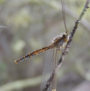 Suhpalacsa flavipes at Conder, ACT - 12 Jan 2019 07:17 PM