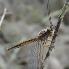 Suhpalacsa flavipes at Conder, ACT - 12 Jan 2019 07:17 PM