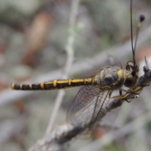 Suhpalacsa flavipes at Conder, ACT - 12 Jan 2019 07:17 PM