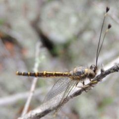 Suhpalacsa flavipes at Conder, ACT - 12 Jan 2019 07:17 PM