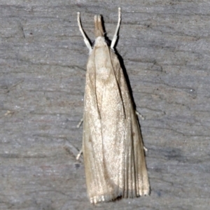 Calamotropha paludella at Rosedale, NSW - 15 Feb 2019 09:49 PM