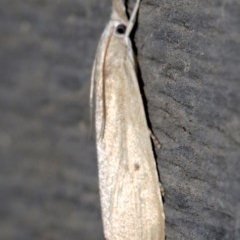 Calamotropha paludella at Rosedale, NSW - 15 Feb 2019 09:49 PM