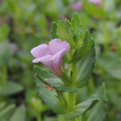 Gratiola peruviana (Australian Brooklime) at Tharwa, ACT - 3 Feb 2019 by MichaelBedingfield