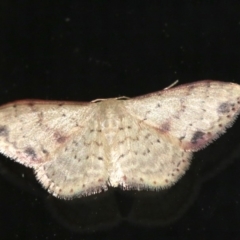 Idaea halmaea (Two-spotted Wave) at Rosedale, NSW - 15 Feb 2019 by jbromilow50