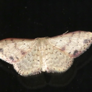 Idaea halmaea at Rosedale, NSW - 15 Feb 2019 10:01 PM