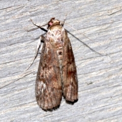 Unverified Noctuoid moth (except Arctiinae) at Rosedale, NSW - 16 Feb 2019 by jb2602
