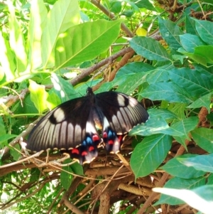 Papilio aegeus at Majura, ACT - 25 Feb 2019
