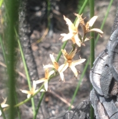 Unidentified Lily or Iris at Jervis Bay, JBT - 21 Jan 2019 by MeenaS