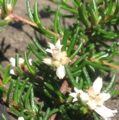 Cryptandra ericoides (Heathy Cryptandra) at Jervis Bay, JBT - 23 Jan 2019 by MeenaS