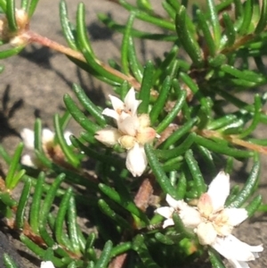 Cryptandra ericoides at Jervis Bay, JBT - 23 Jan 2019