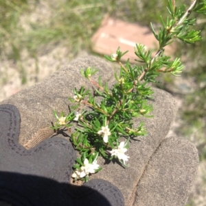 Cryptandra ericoides at Jervis Bay, JBT - 23 Jan 2019