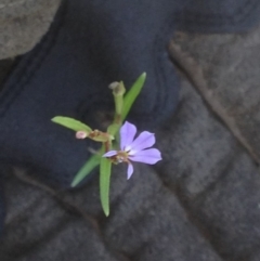 Lobelia anceps (Angled Lobelia) at Jervis Bay, JBT - 22 Jan 2019 by MeenaS