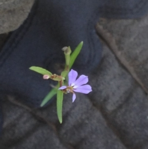 Lobelia anceps at Jervis Bay, JBT - 22 Jan 2019 11:31 AM