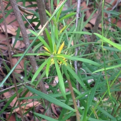 Persoonia mollis subsp. caleyi (Geebung) at Booderee National Park - 24 Jan 2019 by MeenaS