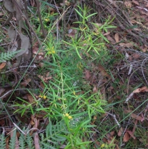 Persoonia mollis subsp. caleyi at Jervis Bay, JBT - 24 Jan 2019 01:17 PM