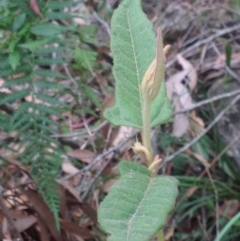 Lasiopetalum sp. (Velvet Bush) at Booderee National Park - 24 Jan 2019 by MeenaS