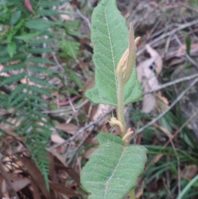 Lasiopetalum sp. (Velvet Bush) at Booderee National Park - 24 Jan 2019 by MeenaS