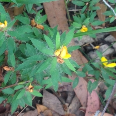 Pultenaea villifera var. villifera (Yellow Bush-pea) at Booderee National Park - 24 Jan 2019 by MeenaS