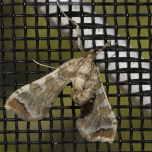 Sceliodes cordalis at Higgins, ACT - 25 Feb 2019 12:19 PM