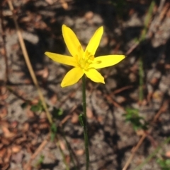 Hypoxis hygrometrica var. hygrometrica (Golden Weather-grass) at Booderee National Park - 24 Jan 2019 by MeenaS