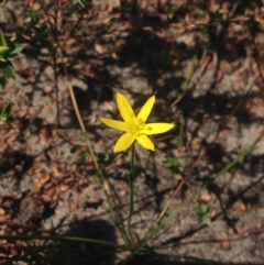 Hypoxis hygrometrica var. hygrometrica at Jervis Bay, JBT - 25 Jan 2019 10:33 AM