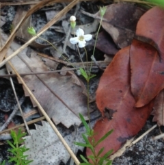 Mitrasacme polymorpha (Varied Mitrewort) at Jervis Bay, JBT - 26 Jan 2019 by MeenaS