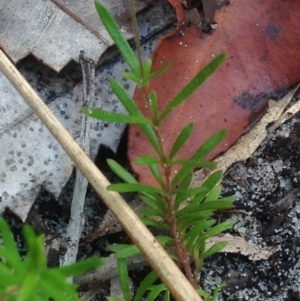 Mitrasacme polymorpha at Jervis Bay, JBT - 27 Jan 2019