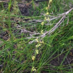 Stackhousia nuda (Wiry Stackhousia) at Booderee National Park - 27 Jan 2019 by MeenaS