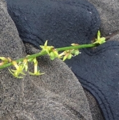 Stackhousia nuda at Booderee National Park1 - 28 Jan 2019 09:10 AM