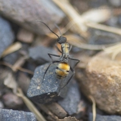 Polyrhachis ammon (Golden-spined Ant, Golden Ant) at Bald Hills, NSW - 23 Feb 2019 by JulesPhotographer
