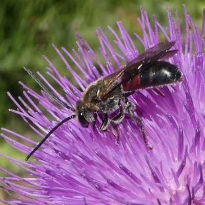 Lasioglossum (Parasphecodes) sp. (genus & subgenus) (Halictid bee) at Paddys River, ACT - 23 Feb 2019 by HarveyPerkins