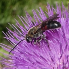 Lasioglossum (Parasphecodes) sp. (subgenus) (Halictid Bee) at Paddys River, ACT - 23 Feb 2019 by HarveyPerkins