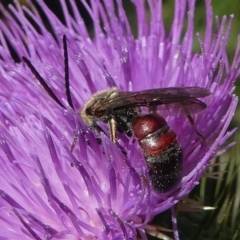 Lasioglossum (Parasphecodes) sp. (genus & subgenus) at Paddys River, ACT - 23 Feb 2019 02:23 PM