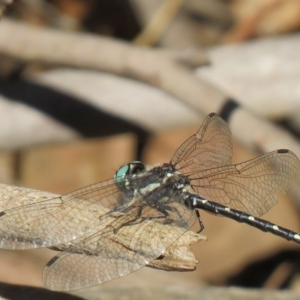 Eusynthemis guttata at Cotter River, ACT - 25 Feb 2019
