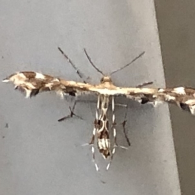Sphenarches anisodactylus (Geranium Plume Moth) at Monash, ACT - 25 Feb 2019 by jackQ