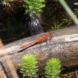 Diplacodes bipunctata at Forde, ACT - 24 Feb 2019 12:45 PM