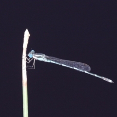 Austrolestes leda (Wandering Ringtail) at Mulligans Flat - 24 Feb 2019 by HarveyPerkins