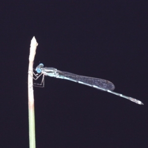 Austrolestes leda at Forde, ACT - 24 Feb 2019 12:58 PM