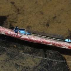 Ischnura heterosticta (Common Bluetail Damselfly) at Mulligans Flat - 24 Feb 2019 by HarveyPerkins