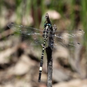 Parasynthemis regina at Amaroo, ACT - 24 Feb 2019