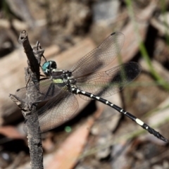 Parasynthemis regina at Amaroo, ACT - 24 Feb 2019 02:14 PM